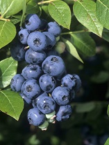 blueberries