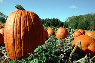 pumpkins