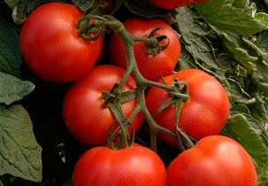 tomatoes